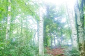 Рододендроны в буковом лесу