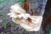 Деревянный гриб