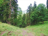 Спуск в дремучем лесу