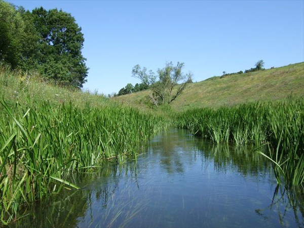 11 в камышах