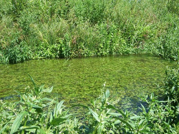 15 зеленая ванна