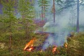 Лесной пожар в окрестностях Сусумана