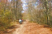 Пчелиное - Зеленогородское