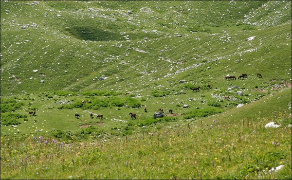 лошади в альпийских лугах