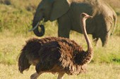 Сафари по Кении и Танзании