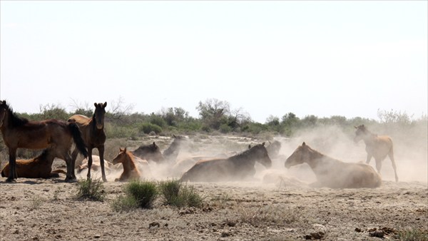 Лошади в пыли