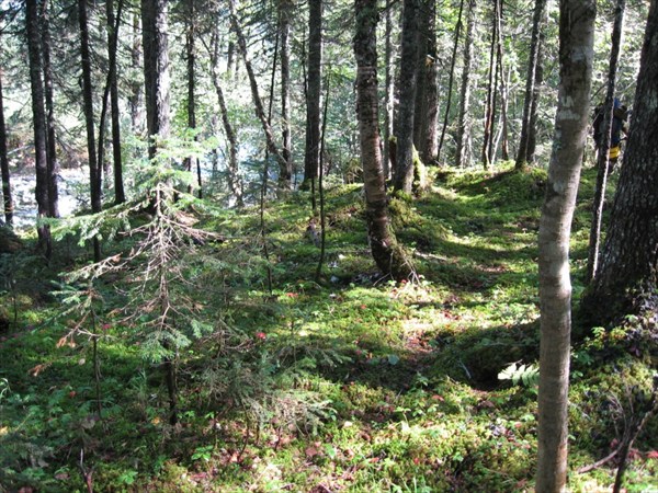 Мягкий лес