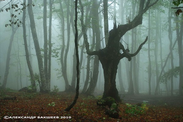 Буковый лес во время дождя