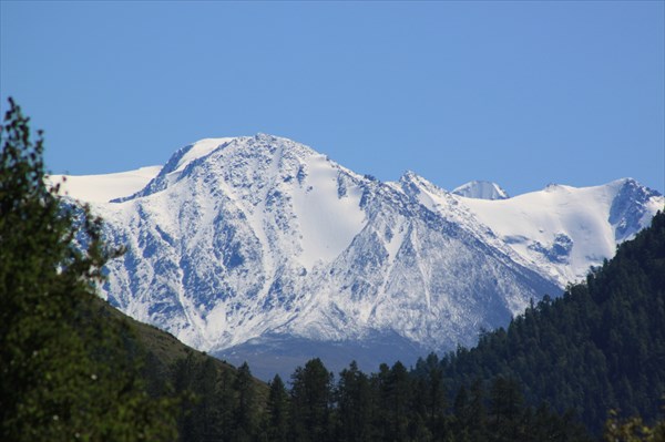 Первые виды