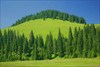 Апушени. Падис