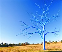 Bluetree4-Голубое дерево