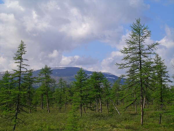 Лиственничная тайга