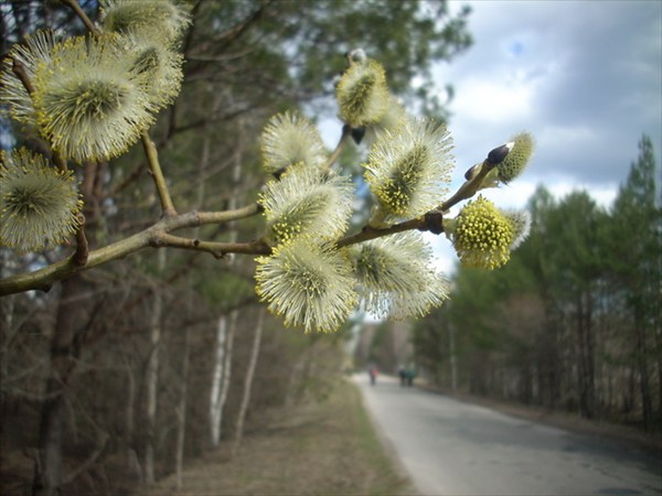 на фото: Все цветет