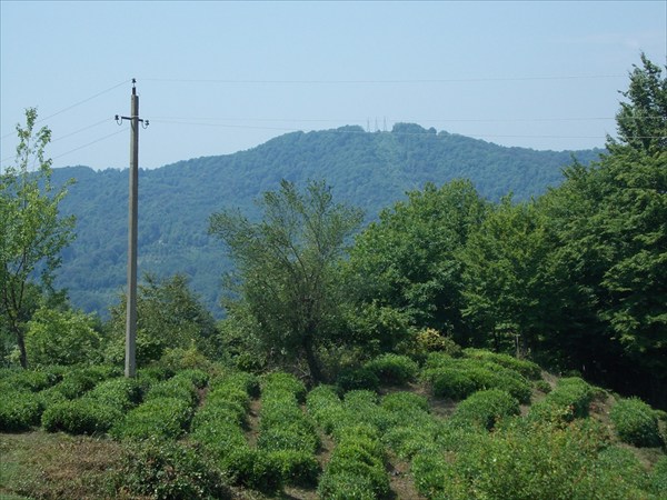 Чайная плантация