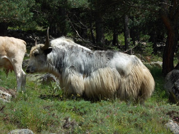 Кавказский красавчик