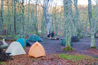 Лагерь в лесу.