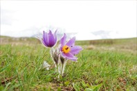 Пришла весна в горы.