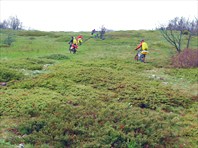 Можжевельник на нижнем плато Чатыр-Даг