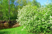 Река Гусь. Май, 2008. Цветет черемуха.