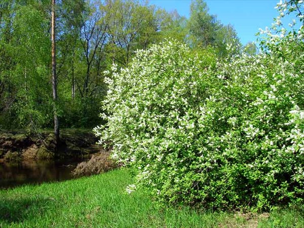 Река Гусь. Май, 2008. Цветет черемуха.