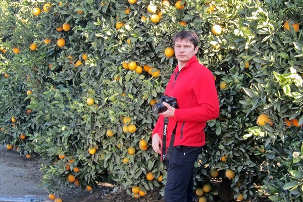 В апельсинах