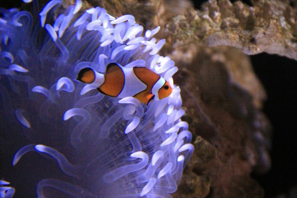 Полосатик и неоновый коралл