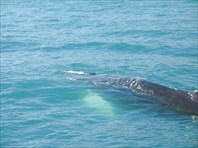 Наблюдение за китами в районе Хусавика