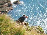 Птица Тупик - символ Исландии