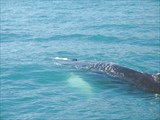 Наблюдение за китами в районе Хусавика
