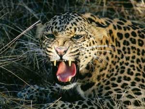 An_leopard