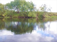 Сплошные топляки 2