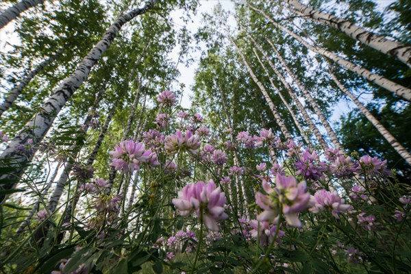 Цветы в березовом лесу под Липецком