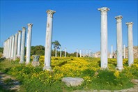 Salamis, yellow flowers.-Саламис (античный город)