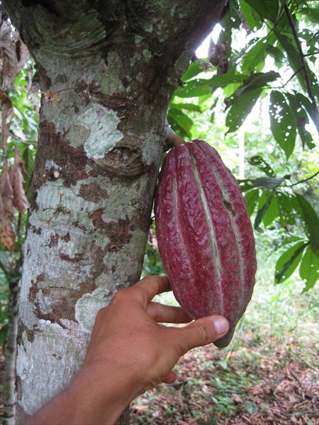Какао-плоды