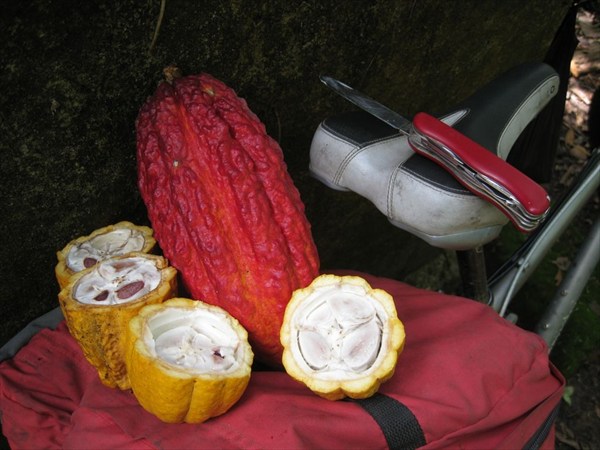 Какао-плоды1