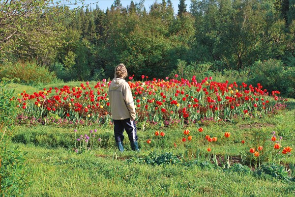 Приполярные тюльпаны