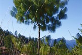 Blue Pine