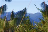 Длинная хвоя Blue Pine в долине Мечуки