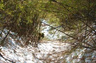 Бамбук в снегу