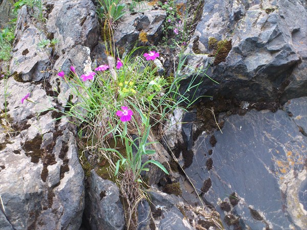 Удивительно яркие гвоздички на скалах вдоль р. Кии