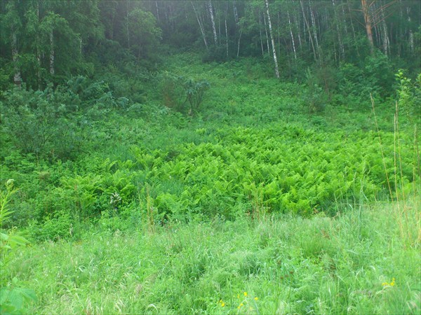 Буйство зелени поверх камней в долине Кии