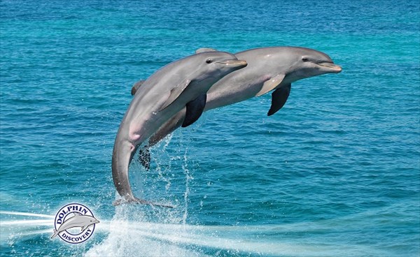 050-Дельфины