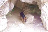 Пещерный собак