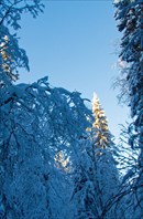 Новогодние деревья, -30. В Москве в это время шел дождь..