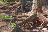 Подкопанные корни лиственниц