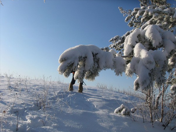 легендарный конелось