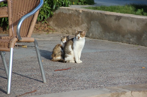 Набережные коты даже мурлычат по-мароккански
