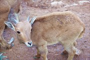 Некий козленочек из зоопарка Агадира