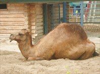 Верблюд-Городской зоопарк