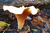 Неведомые грибы